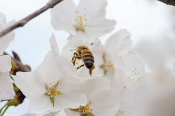 Honeybee on white cherry blossoms