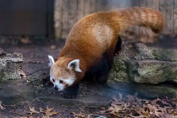 Red Panda walking