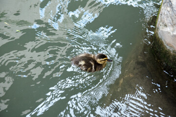 duckling swimming in pond