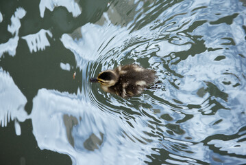 Duckling swimming in water