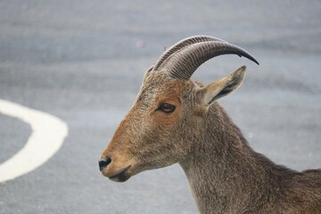 Nilgiri Tahr of Western Ghats