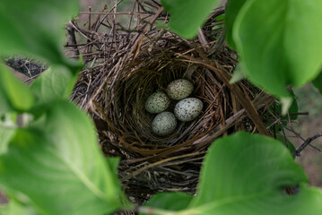 four bird's eggs in nest with green leaves