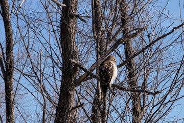 hawk sitting on tree branch