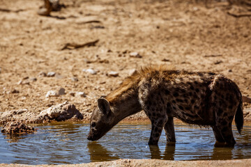 Spotted hyaena taking bath and drinking in waterhole in Kgalagadi transfrontier park, South Africa ; Specie Crocuta crocuta family of Hyaenidae