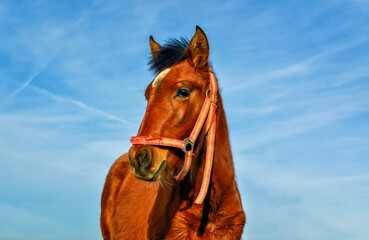 Front view of a horse against a blue sky. Pets