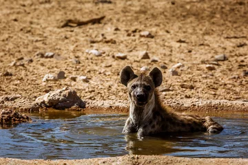 Fotobehang Hyena Spotted hyaena taking bath in waterhole in Kgalagadi transfrontier park, South Africa   Specie Crocuta crocuta family of Hyaenidae  © PACO COMO