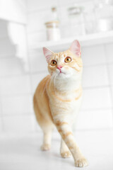 ginger young funny cat in white interior kitchen