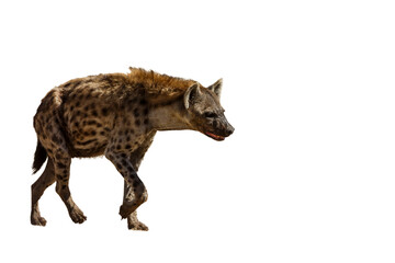 Spotted hyaena walking front view isolated in whte background in Kgalagadi transfrontier park, South Africa ; Specie Crocuta crocuta family of Hyaenidae