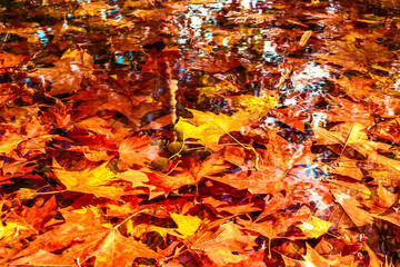 Fallen autumn leaves on the surface of the water. Backgrounds