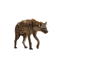 Spotted hyaena walking front view isolated in whte background in Kgalagadi transfrontier park, South Africa   Specie Crocuta crocuta family of Hyaenidae