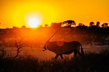 South African Oryx walking at sunset in Kgalagadi transfrontier park, South Africa; specie Oryx...