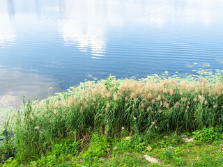 overgrown beach of Malaya Kokshaga river in center of Yoshkar-Ola city on sunny summer day