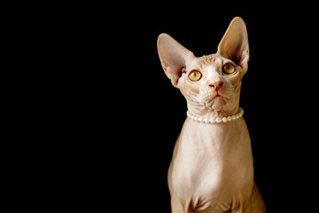 cat breed Canadian Sphynx in pearl beads on a black background