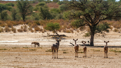 Naklejka na ściany i meble Greater kudu in alert watching spotted hyena walking by in Kglagadi transfrontier park, South Africa ; Specie Tragelaphus strepsiceros family of Bovidae