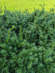 Taxus baccata close up. Green branches of yew tree(Taxus baccata, English yew