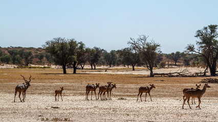 Naklejka na ściany i meble Small group of Greater kudu in dry land in Kglagadi transfrontier park, South Africa ; Specie Tragelaphus strepsiceros family of Bovidae