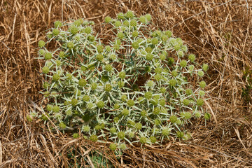 Feld-Mannstreu (Eryngium campestre)