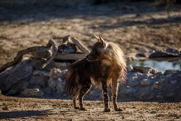 Brown hyena standing in alert at waterhole in Kgalagadi transfrontier park, South Africa; specie Parahyaena brunnea family of Hyaenidae