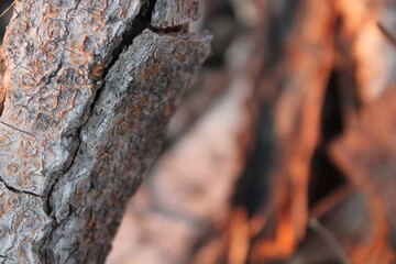 wood texture