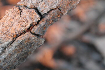 wood texture