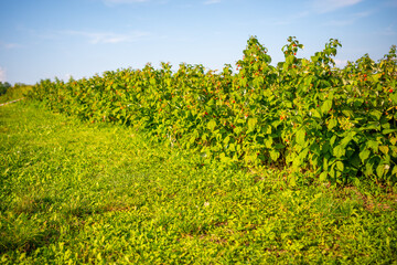 Branches of ripe red juicy raspberry in raspberry self-picking plantation in Czech republic