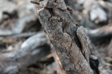 wood texture