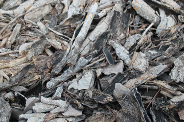 wood texture