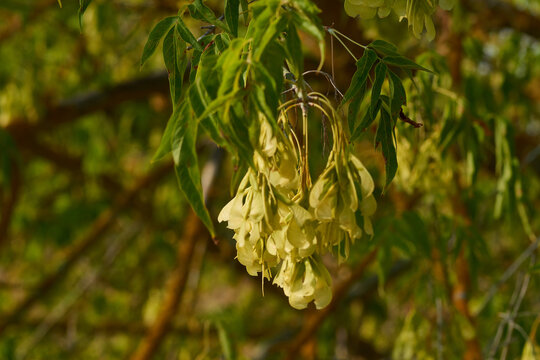Eschen-Ahorn (Acer negundo)