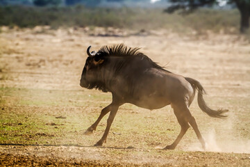 Fototapeta na wymiar Blue wildebeest running side view in dry land in Kgalagadi transfrontier park, South Africa ; Specie Connochaetes taurinus family of Bovidae