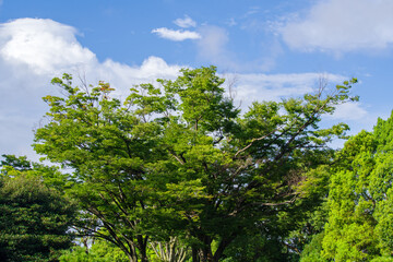東京港区南青山2丁目の風景