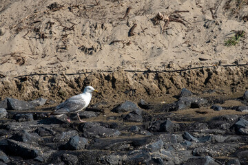Seagull on the beach. High quality photo