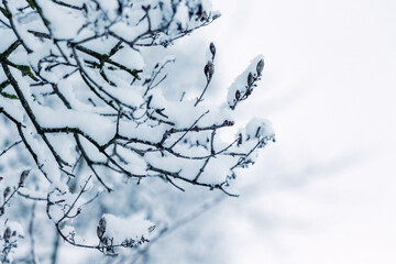Fototapeta na wymiar Snow covered tree branches in winter on a blurred background
