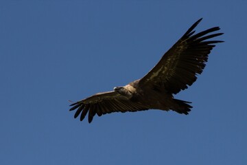 Obraz premium Buitre Leonado en la Sierra de Mariola, Alcoy
