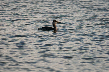 Red-Necked Grebe out on the water