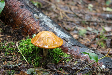 foret