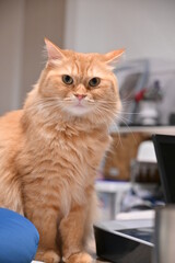 しかめっ面の猫（マンチカン）