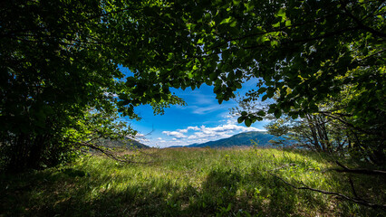 Obraz premium forest and sky