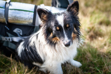 australian shepherd dog