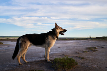 Fototapeta na wymiar Dog German Shepherd on sand outdoors in a summer day. Russian guard dog Eastern European Shepherd in nature with yellow steppe and blue sky with clouds