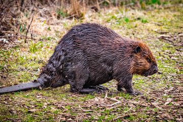 Beaver at Spring Lake
