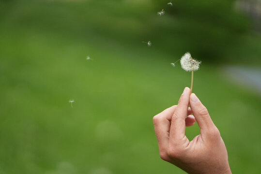 dandelion flower parts flying in the wind