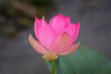 Lotus field in Astrakhan region, Russia