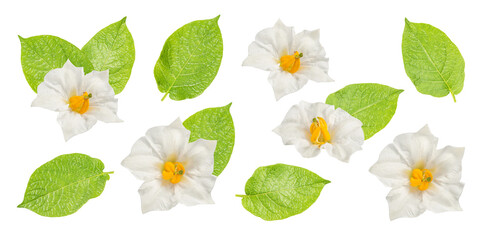 set of potato leaves and flowers isolated on white