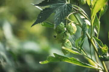 Green fresh hop cones for making beer and bread closeup