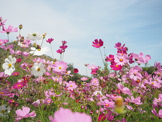 Obraz na płótnie Canvas Pink flowers in the field