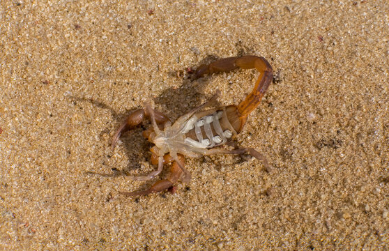 Underside, bottom or ventral of a wild living scorpion.  Florida hentz scorpion - Centruroides hentzi