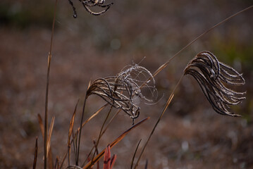 close up of a grass