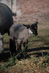 Fototapeta premium wild boar in the field