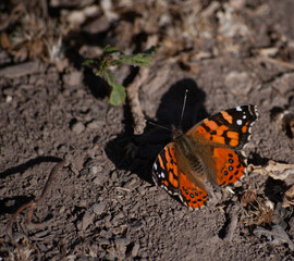 butterfly on the ground