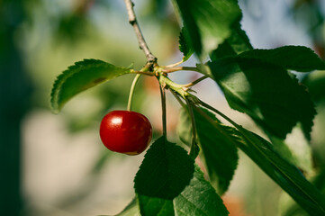 A cherry berry hangs on a branch among green leaves, the summer sun illuminates the red fruit, a beautiful summer still life - Powered by Adobe
